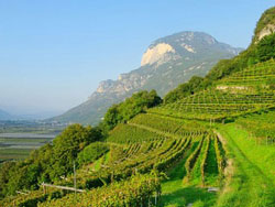 Weinberge im Trentino